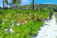 Foto : Gagabusan di Pantai Oemau 