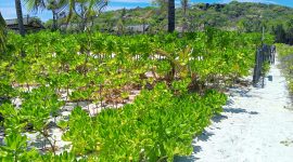 Foto : Gagabusan di Pantai Oemau 