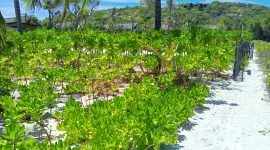 Foto : Gagabusan di Pantai Oemau 