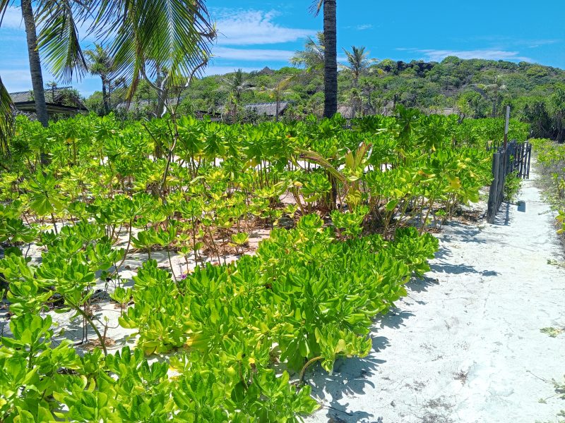 Foto : Gagabusan di Pantai Oemau 