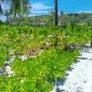 Foto : Gagabusan di Pantai Oemau 