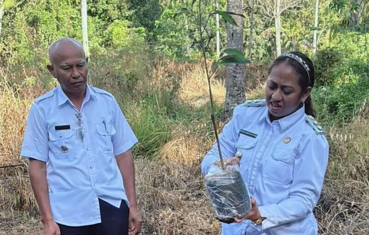 Foto : Wakil Bupati Apremoi Dethan didampingi Camat Rote Selatan Tanam Anakan Durian, dari Aspirasi Anggota DPR RI Usman Husin 